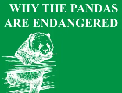 Why Are Pandas Endangered? • Earthpedia •