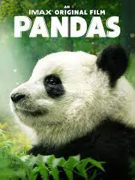 pandas movie