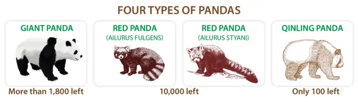 types of pandas