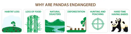why the pandas are endangered