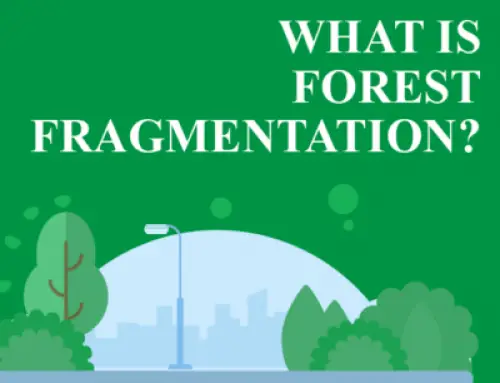 What is Forest Fragmentation?