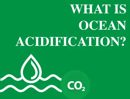 What Is Ocean Acidification?