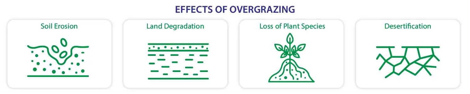 effects of overgrazing