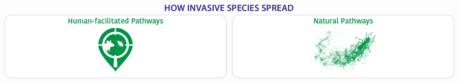 how invasive species spread