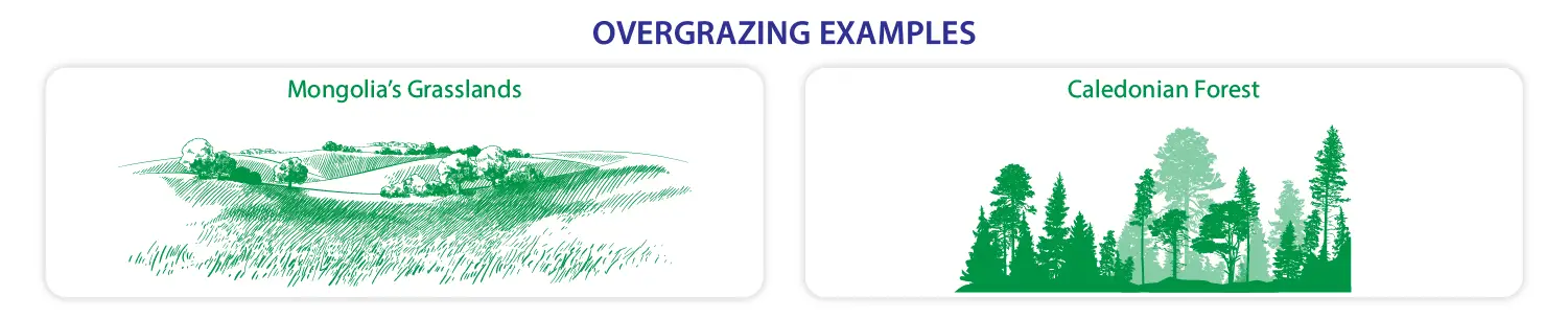 Overgrazing examples