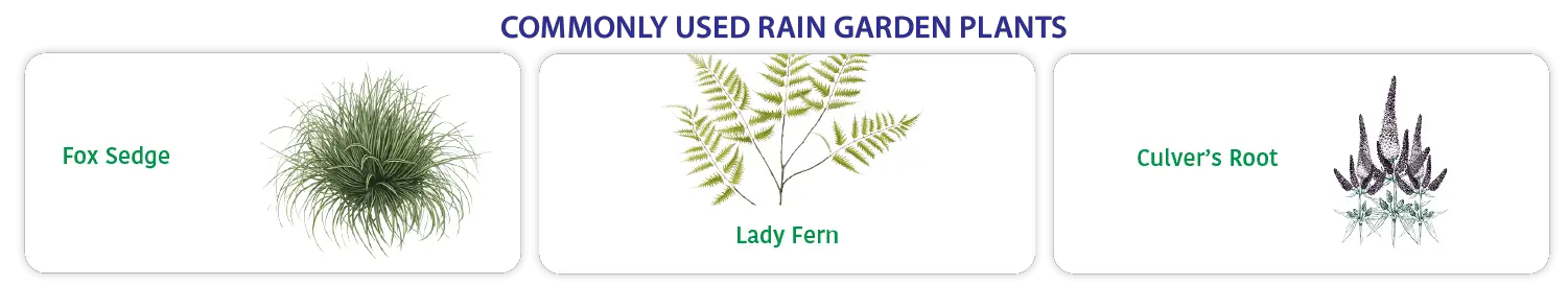 commonly used rain garden plants