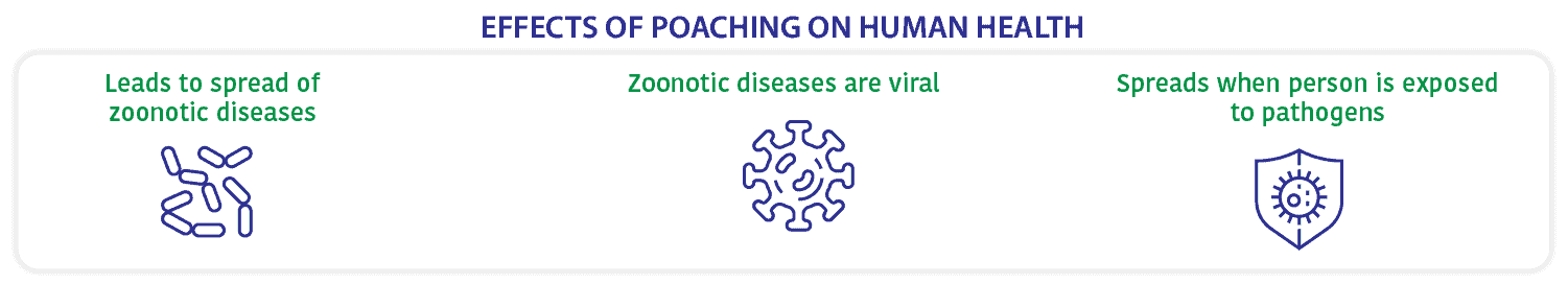 effects of poaching on human health