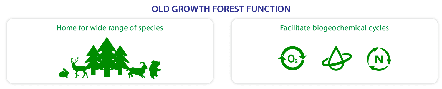 old-growth forest function