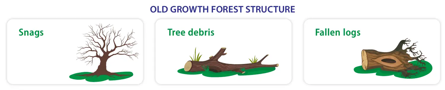 old-growth forest structure