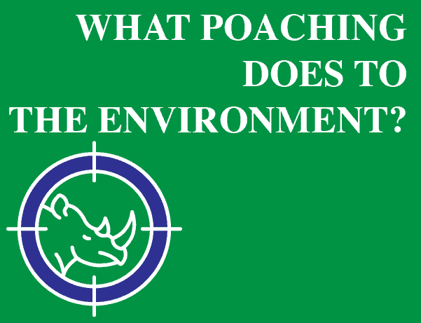 poaching and the environment thumbnail