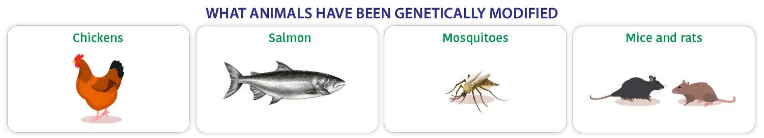 what animals have been genetically modified