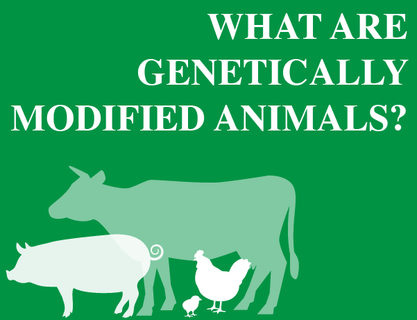 what are genetically modified animals