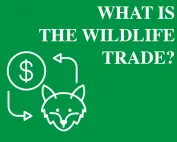what is the wildlife trade