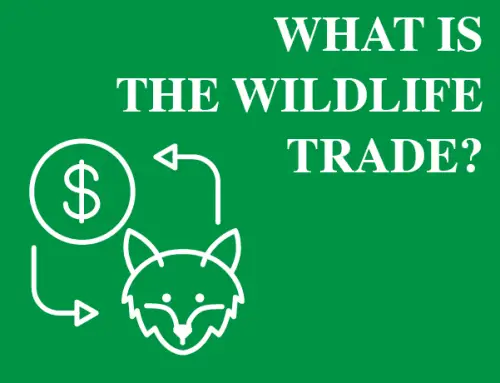 What Is the Wildlife Trade?