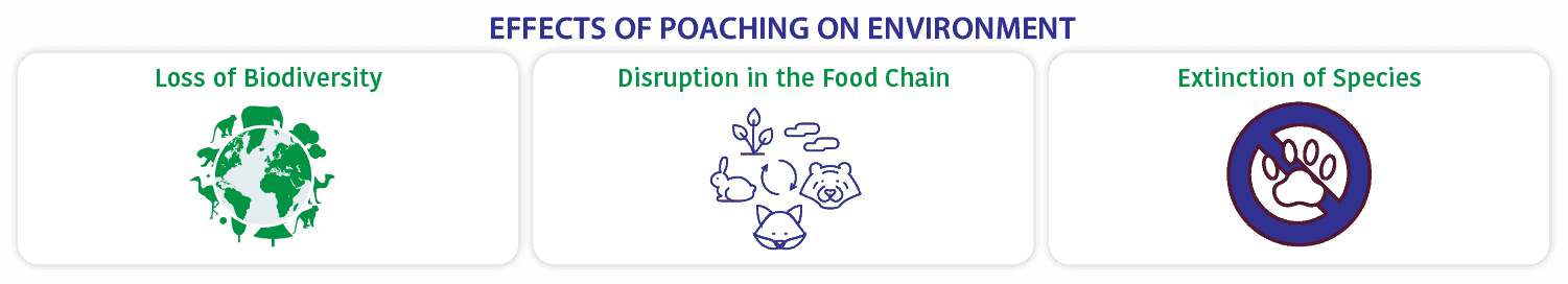 Effects of poaching on the environment