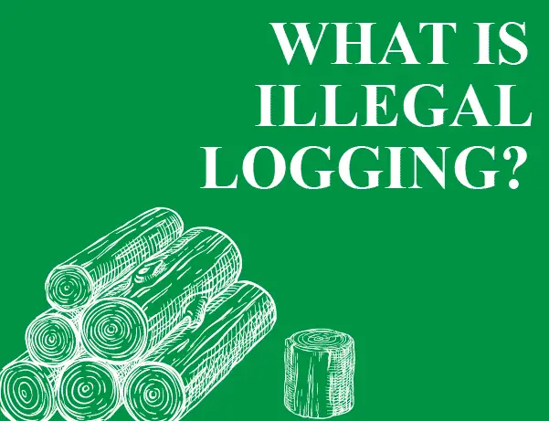 What Is Illegal Logging