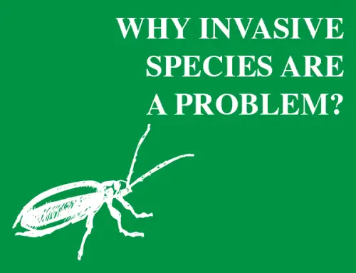 Why Invasive Species Are a Problem