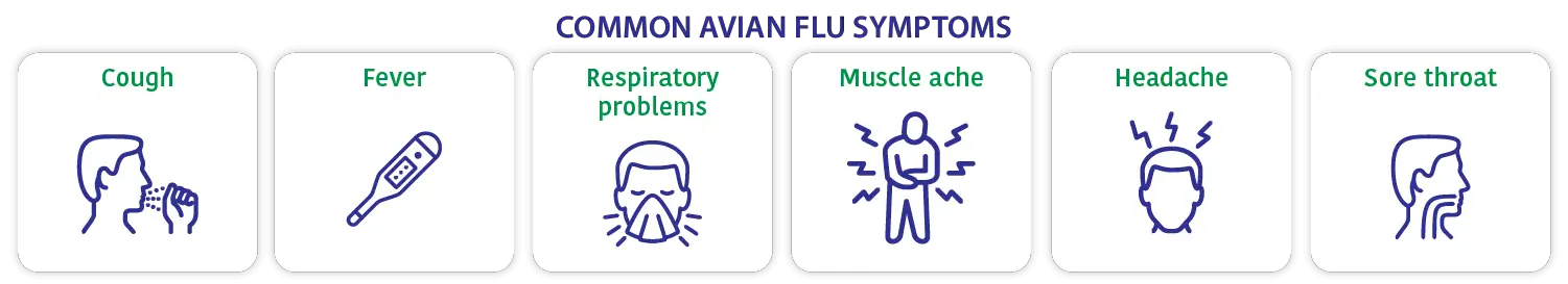 avian flu chicken symptoms