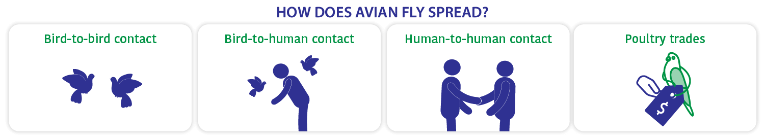 how does avian flu spread