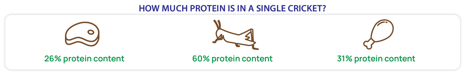 how much protein in a single cricket