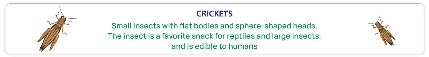 can you eat a cricket