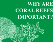 Why corals are important