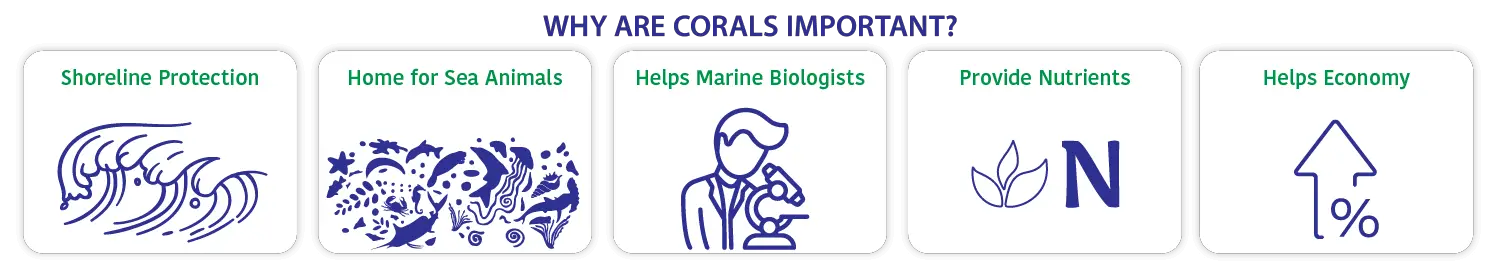 Why coral reefs are important